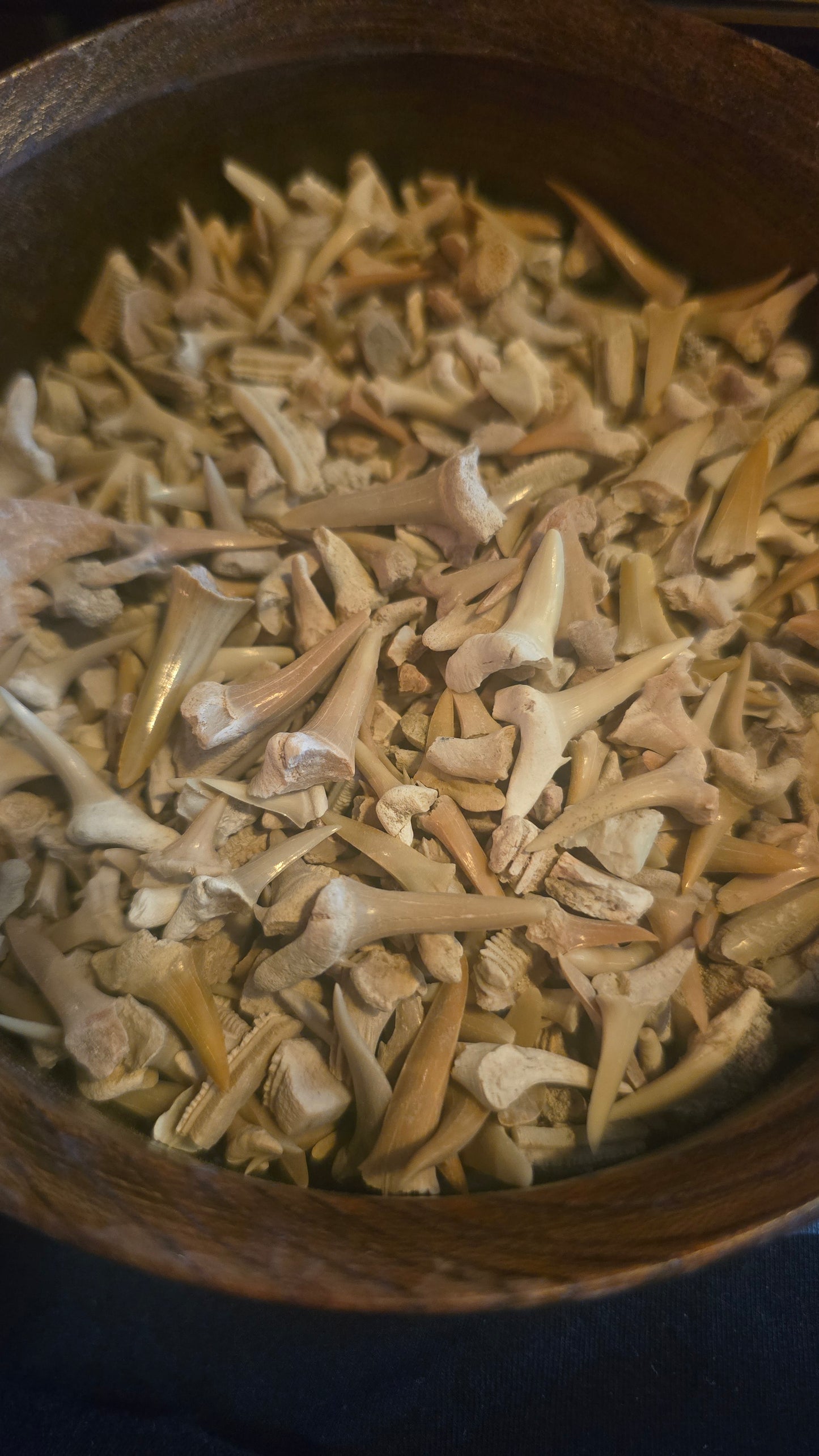 Shark Teeth
